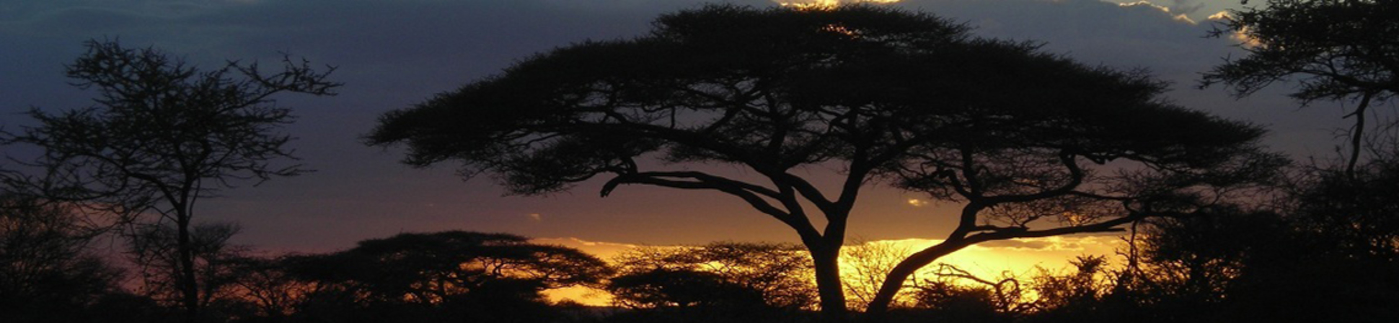 Sunset with the silhouette of a tree