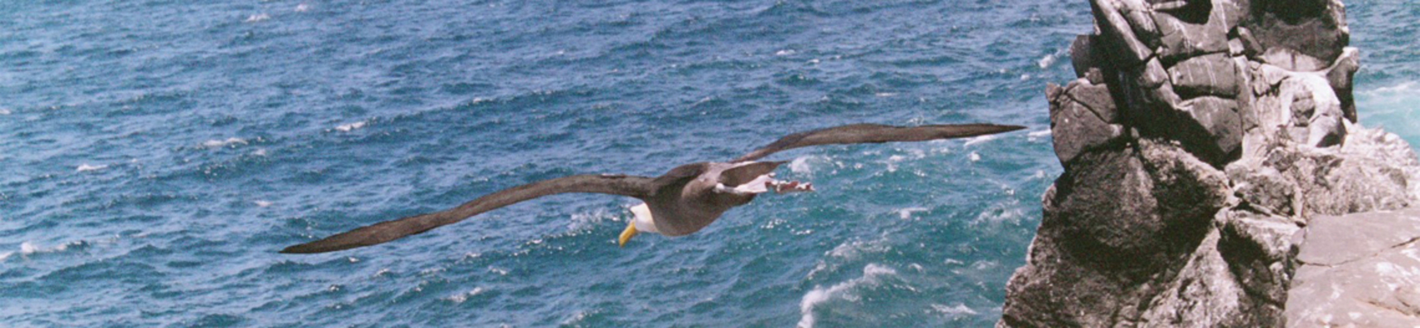 A seagull flying downward toward the ocean