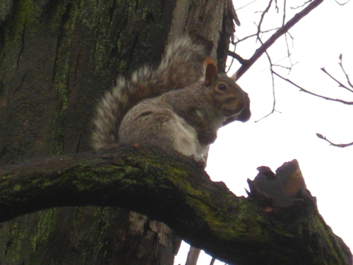 a squirrel in a tree